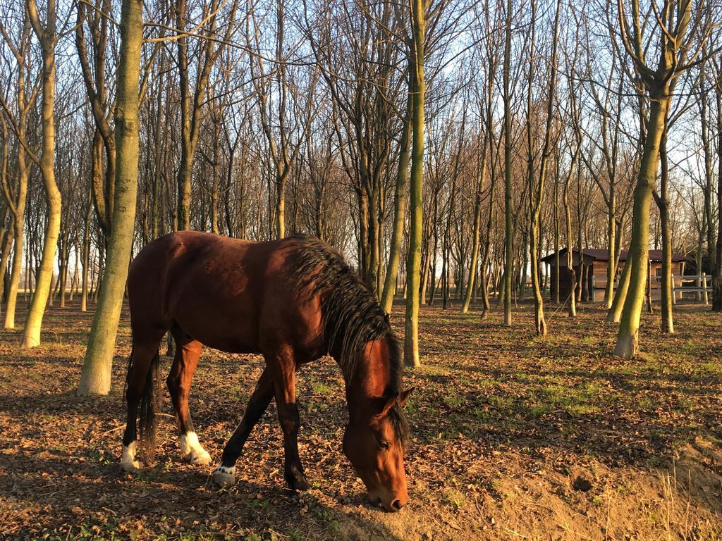 Agriturismo Corte Rocca San Giorgio di Mantova Eksteriør billede