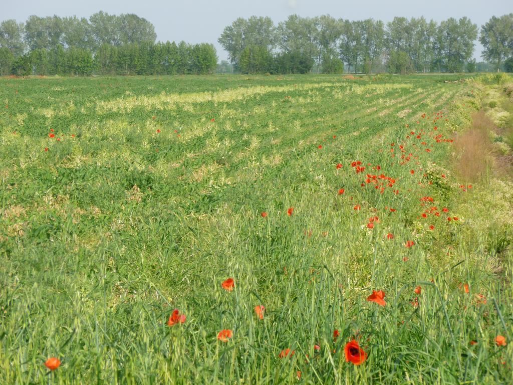 Agriturismo Corte Rocca San Giorgio di Mantova Eksteriør billede